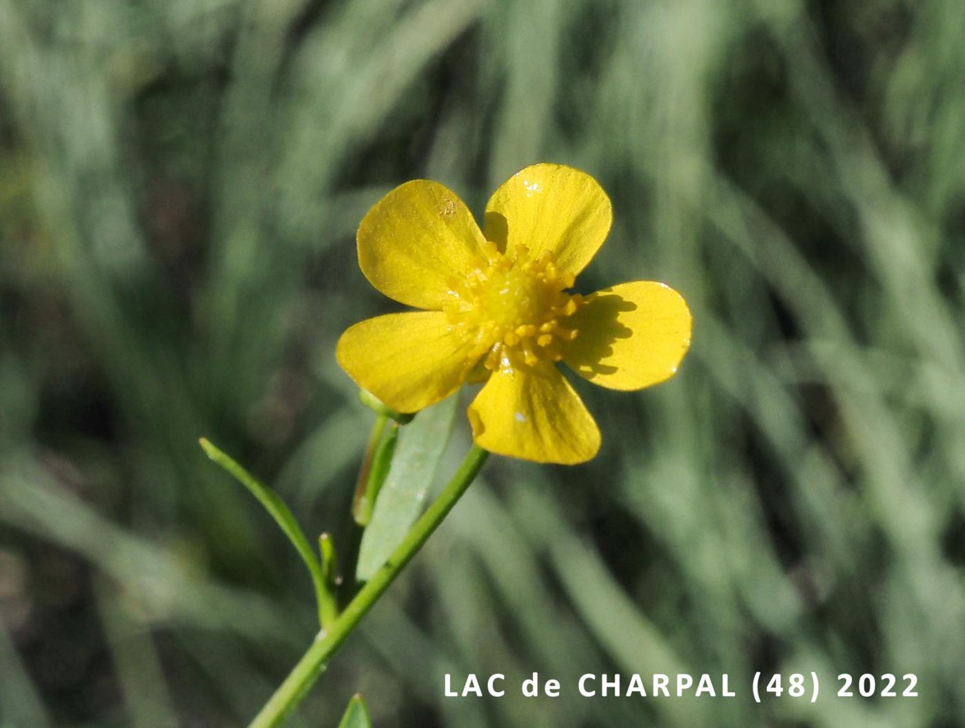 Spearwort, Lesser flower